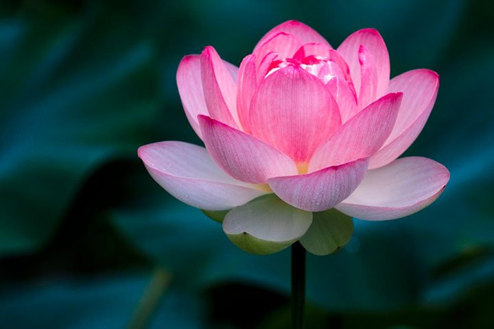 Top 4 Mẫu Họa Tiết Tranh Trúc Chỉ Mandala Ý Nghĩa Nhất 3 Hoa Sen - Ý Nghĩa Ẩn Giấu Đằng Sau Họa Tiết Mandala