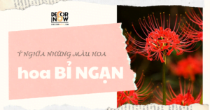 Hoa bỉ ngạn DecorNow