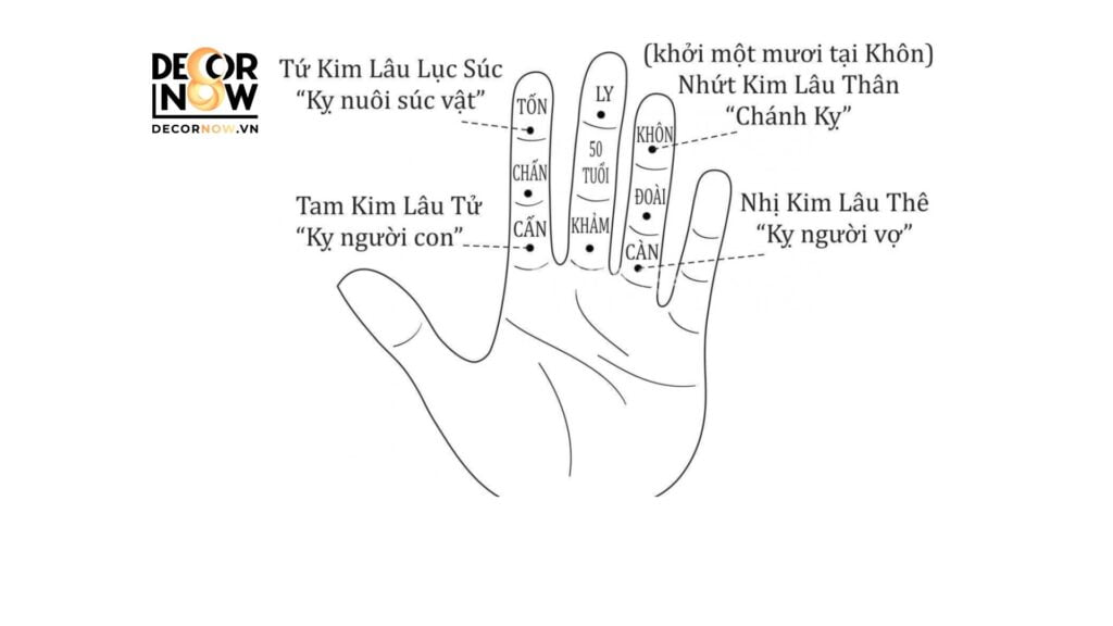 Các loại tuổi của Kim Lâu